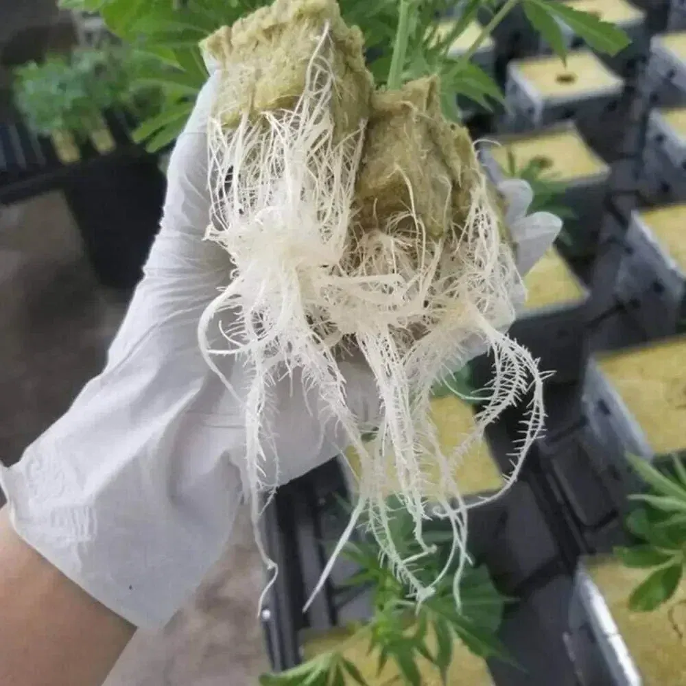 Color: WHITE - Stonewool Hydroponic Grow Media Cubes Plant Cube Soilless Substrate Seeded Planting Spong Plug Seedling Block Garden Tools