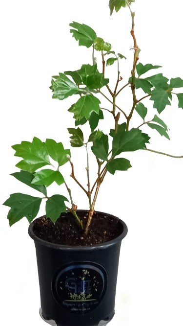 Cissus Grape Leaf