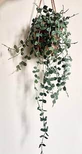 Hoya Curtisii small