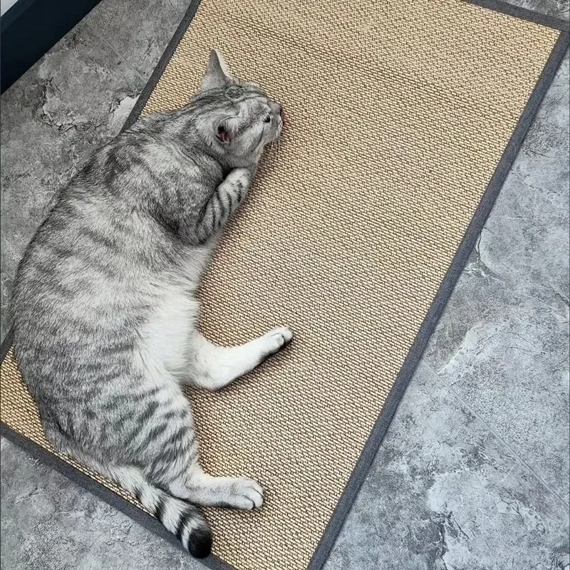 Asisumption -Cat Scratching