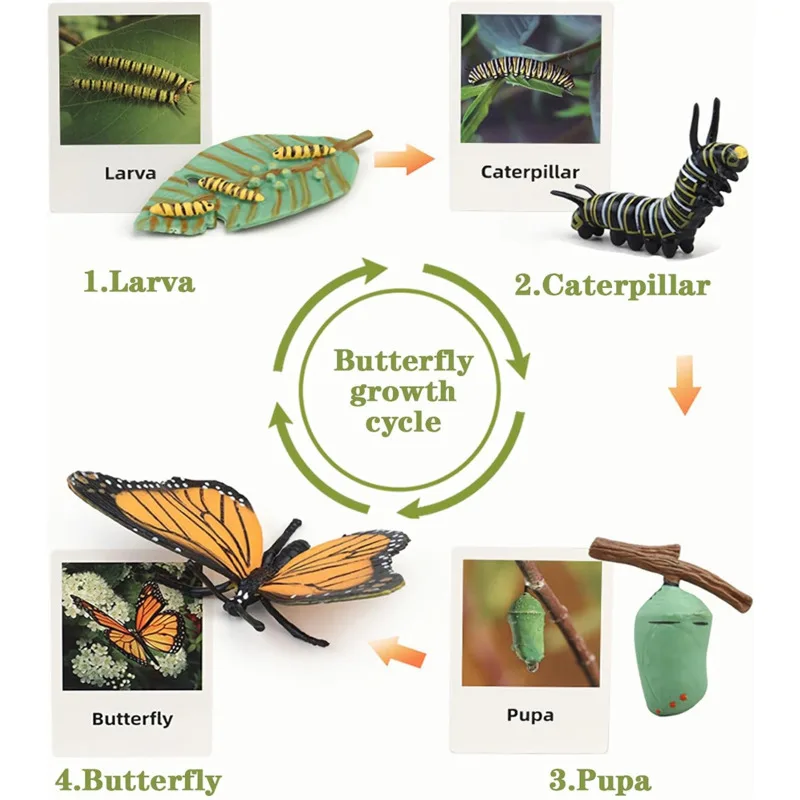 Color: Khaki - Montessori Life Cycle Animal Figures With Flash Cards Educational Matching Game Creative Biology Model Learning Teaching Aids