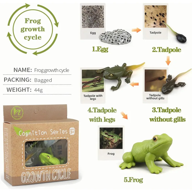 Color: Khaki - Montessori Life Cycle Animal Figures With Flash Cards Educational Matching Game Creative Biology Model Learning Teaching Aids