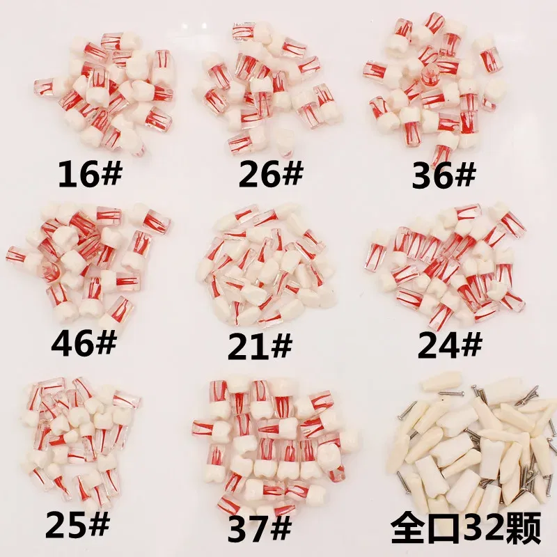 Color: Red - 10Pc Dental Tooth Model Endodontic Root Canal Block RCT Practice Pulp Cavity Dentistry Replace Resin Teeth Endo Training Student