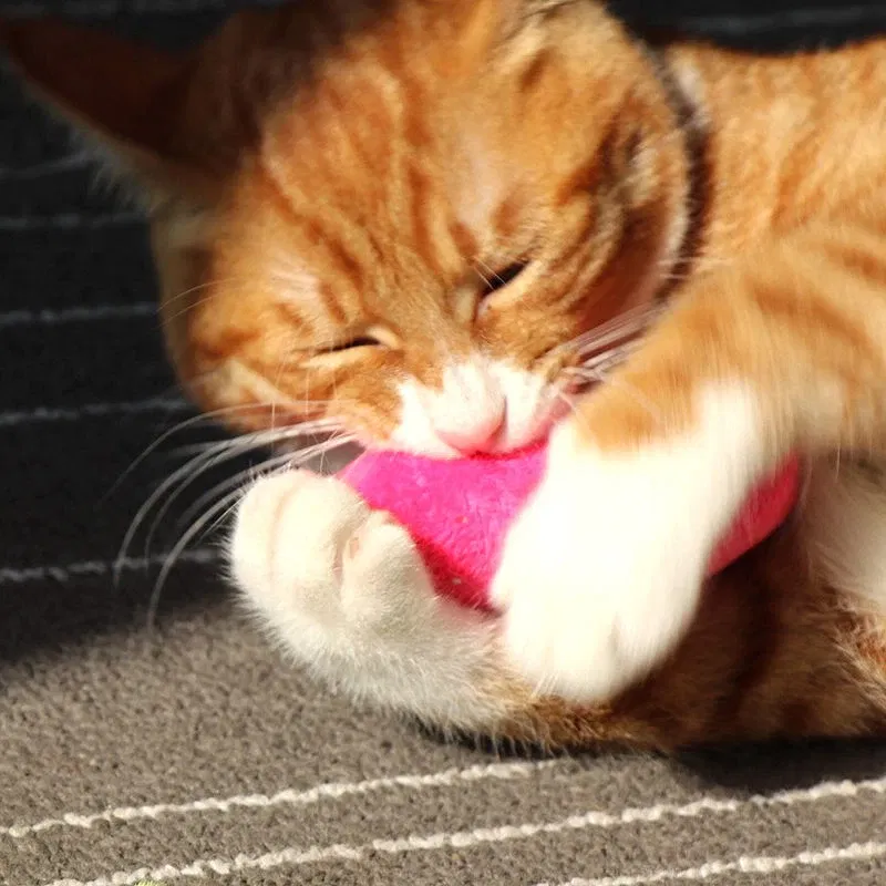 Color: GRAY, Ships From: CHINA - 2022 Catnip Toys Funny Interactive Plush Teeth Grinding Cat Toy Kitten Chewing Toy Claws Thumb Bite Cat Mint Pets Accessories